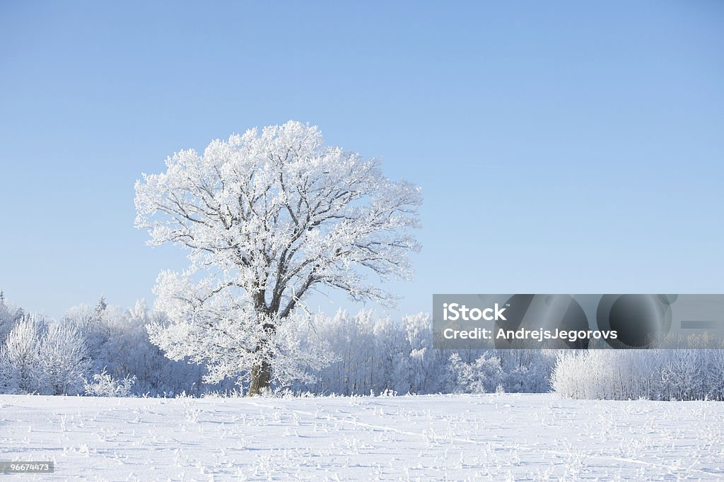 Frosty árvore e branco nos arbustos - Royalty-free Luz Solar Foto de stock