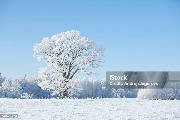 Морозный Дерева И Белого Втулки — стоковые фотографии и другие картинки Живописный - Живописный, Ландшафт, Снег