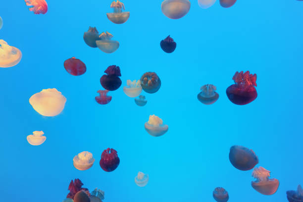 istock colorful jellyfish in the aquarium 966746892