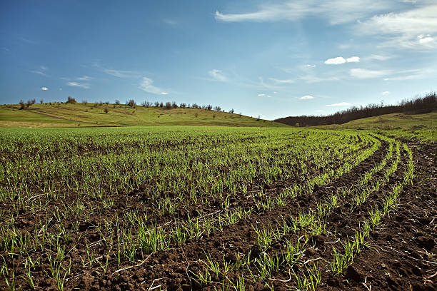 invierno campo de trigo - winter wheat fotografías e imágenes de stock