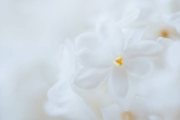 Flowers in soft and blur style for background