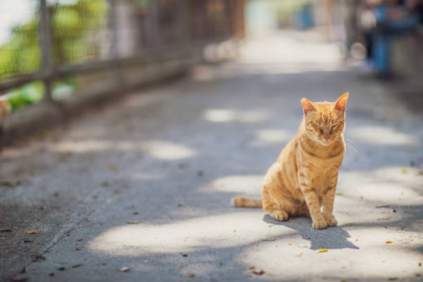 istock Stray Cat in town, Hong Kong 966758160