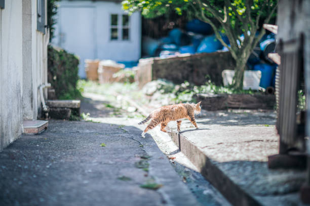 istock Stray Cat in town, Hong Kong 966758212