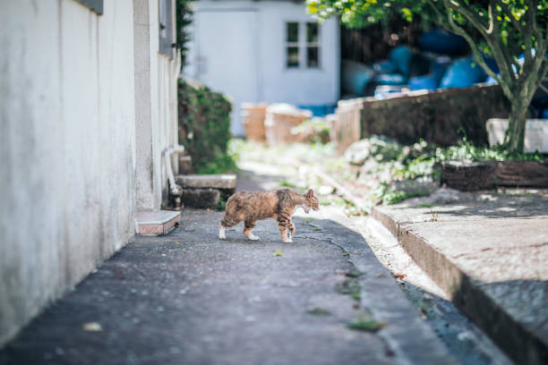 istock Stray Cat alone in town, Hong Kong 966758548
