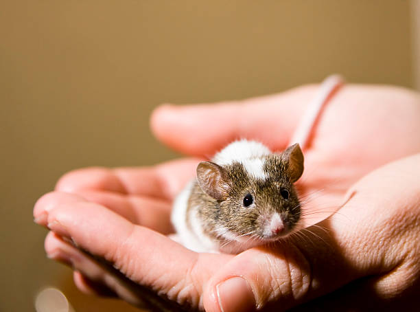 Little mouse stock photo