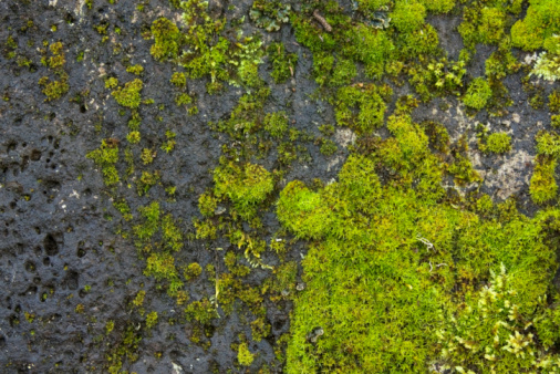 Green miss growing on a stone background