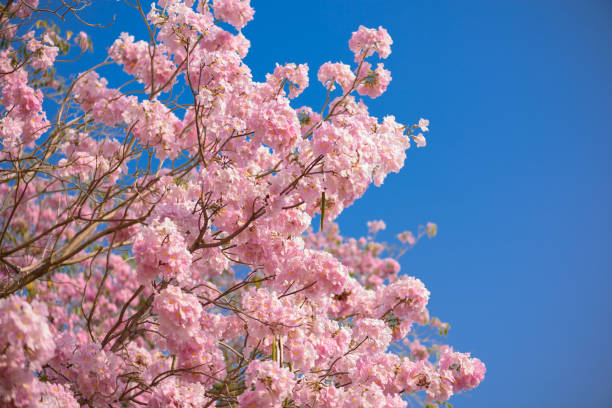 istock Tabebuia rosea is a Pink Flower neotropical tree and blue sky 966770290