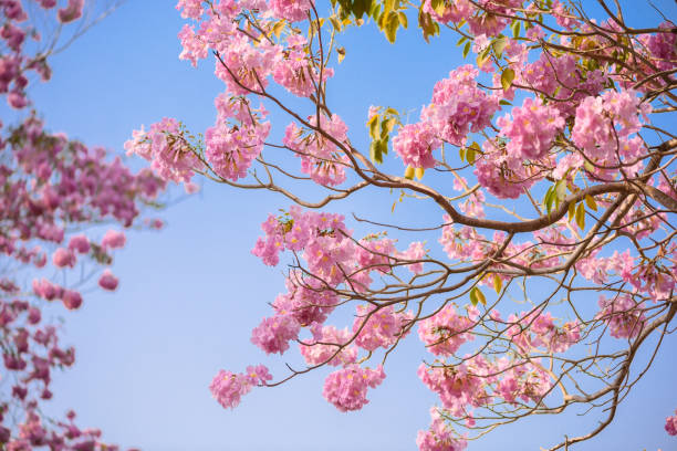 istock Tabebuia rosea is a Pink Flower neotropical tree and blue sky 966770562