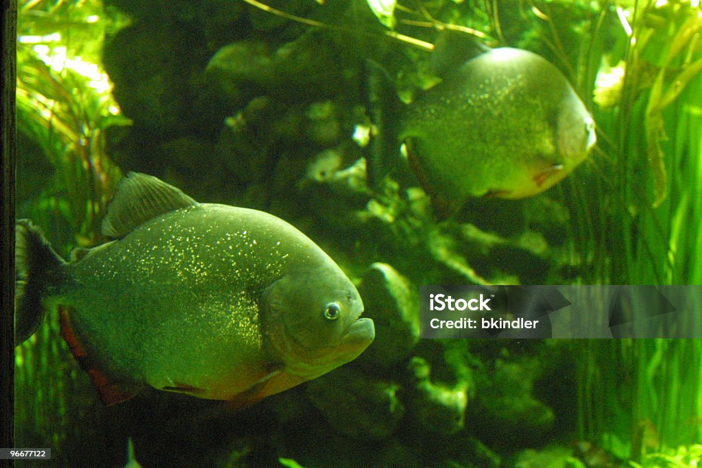 Piranhas - 로열티 프리 피라니아 스톡 사진