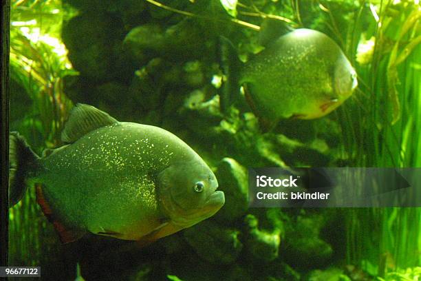 Foto de Piranhas Vorazes e mais fotos de stock de Piranha - Piranha, América do Sul, Animal