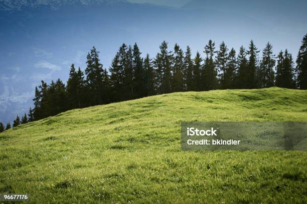 Grassland - Fotografie stock e altre immagini di Abete - Abete, Albero, Alpi