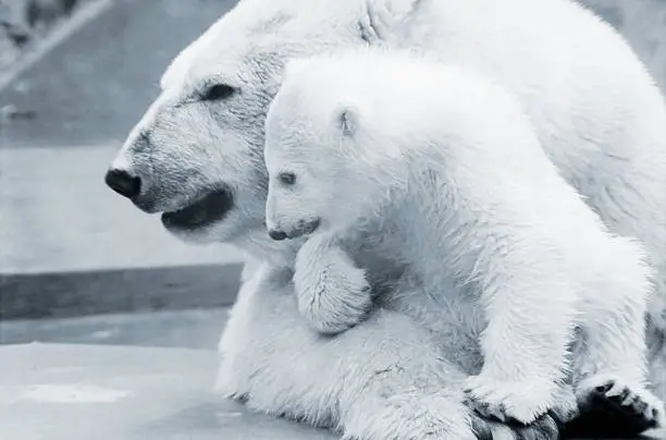 A polar bear mum with her baby. Black and white negative scan, so there is film grain visible at 100%.