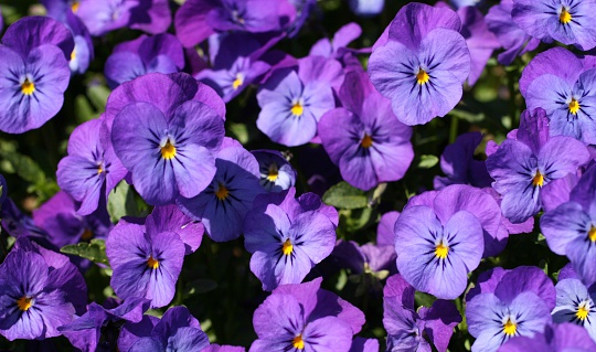 light purple violet pansies