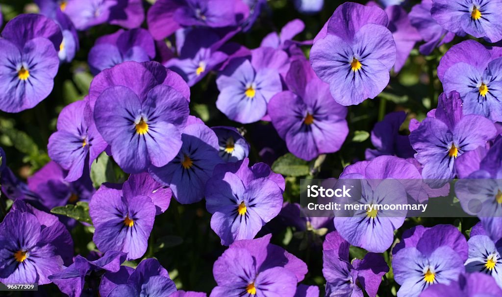 light purple violet pansies *******Click photo below to see my macro nature lightbox****** Purple Stock Photo