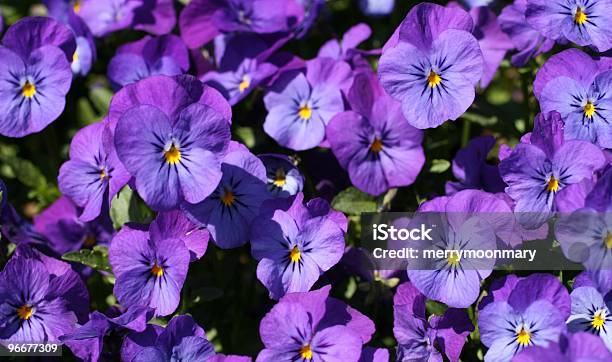 Light Purple Violet Pansies Stock Photo - Download Image Now - Purple, Flower, Violet - Flower