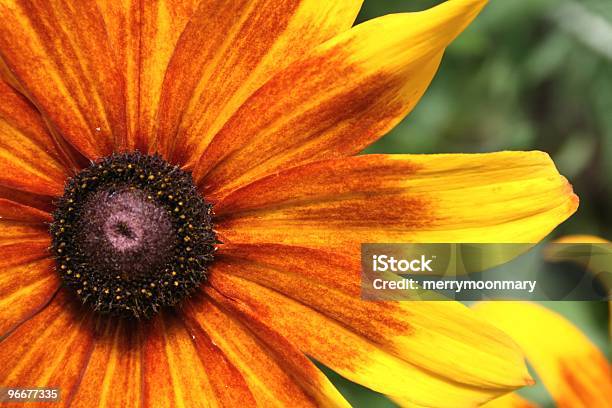 Foto de Black Eyed Susan Macro e mais fotos de stock de Amarelo - Amarelo, Beleza natural - Natureza, Brilhante - Luminosidade