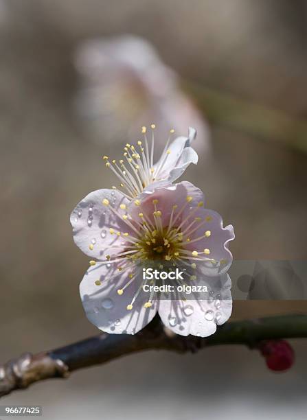 Foto de Ume e mais fotos de stock de Flor de damasqueiro - Flor de damasqueiro, Abricoteiro, Ameixa - Fruta