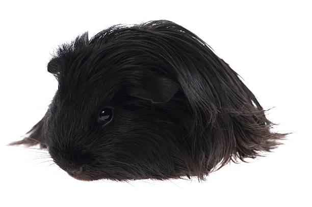 Smooth haired guinea pig seen from the side on a white background