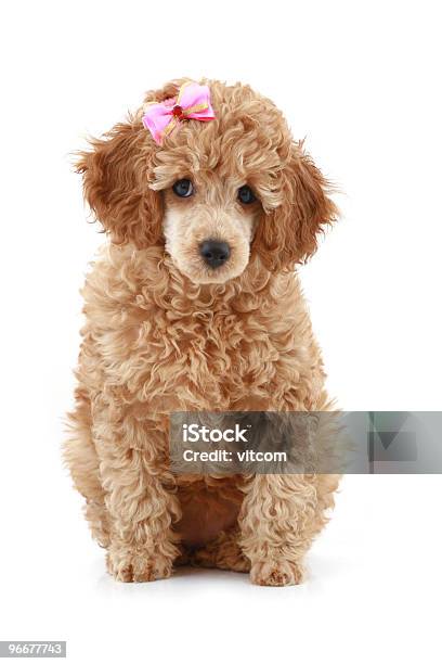 Apricot Poodle Puppy With Pink Bow Stock Photo - Download Image Now - Animal, Color Image, Cute