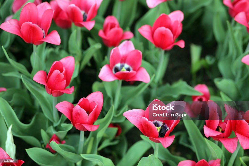 赤いチューリップ春 - カラー画像のロイヤリティフリーストックフォト