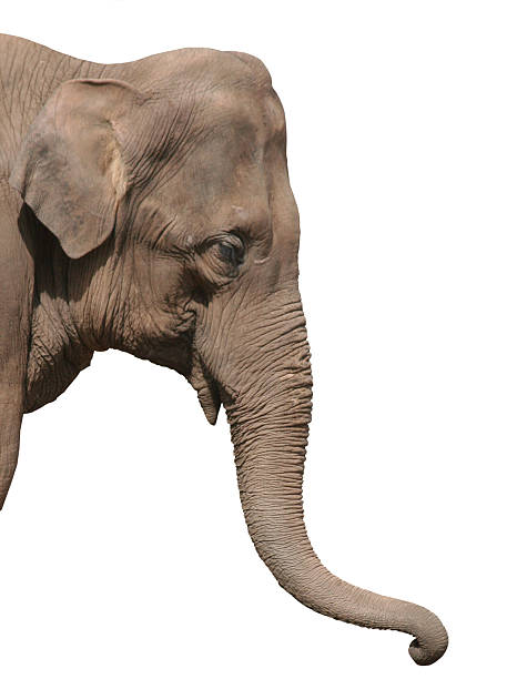 Animal Trunk Stock Photos, Pictures & Royalty-Free Images - iStock Animal Trunk Stock Photos, Pictures & Royalty-Free Images - iStock