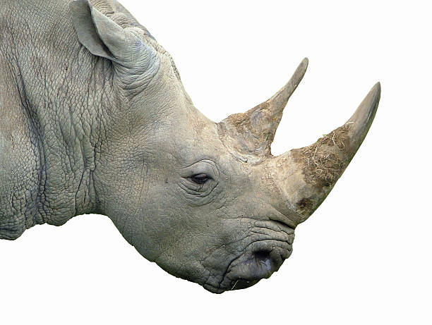 istock A close up view of a grey rhinoceros 96678168