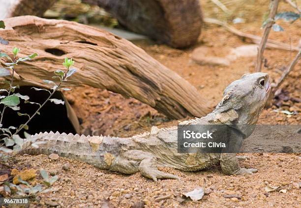 Photo libre de droit de Tuatara banque d'images et plus d'images libres de droit de Tuatara - Tuatara, Nouvelle-Zélande, Animaux à l'état sauvage