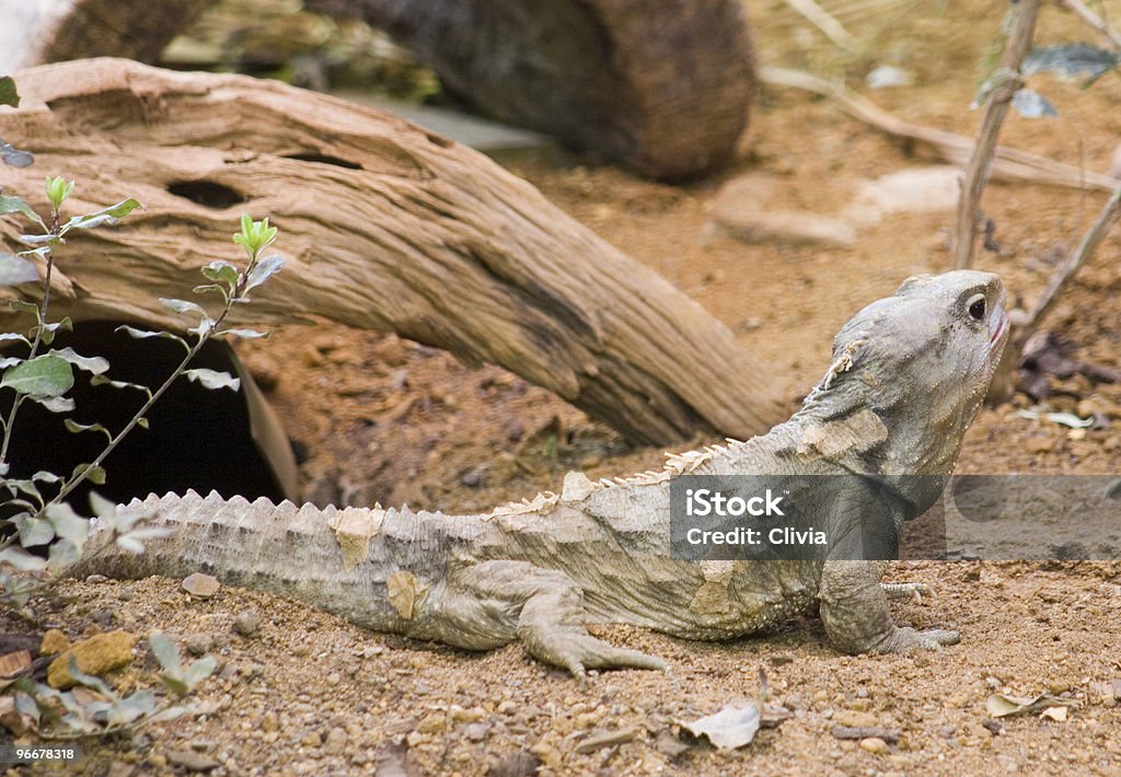 Tuatara - Royalty-free Tuatara Foto de stock