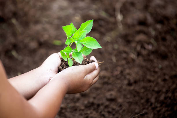 istock Child hands planting young tree on black soil as save world concept 966785704