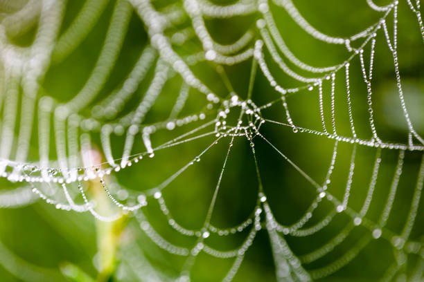 istock Water drops on spider web needles extreme macro crop 966785760