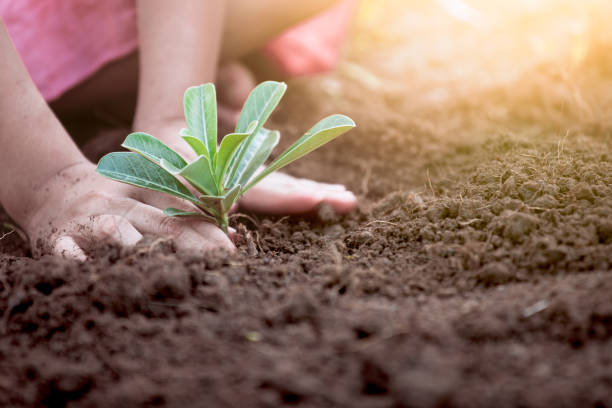 istock Child hands planting young tree on black soil 966785912