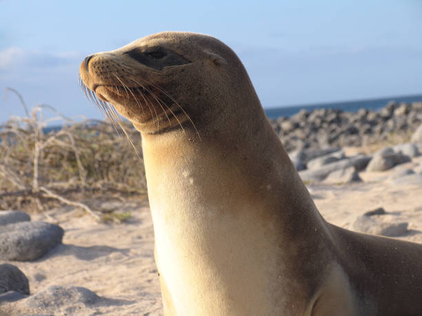 istock seal on the Galapagos Island 966786132