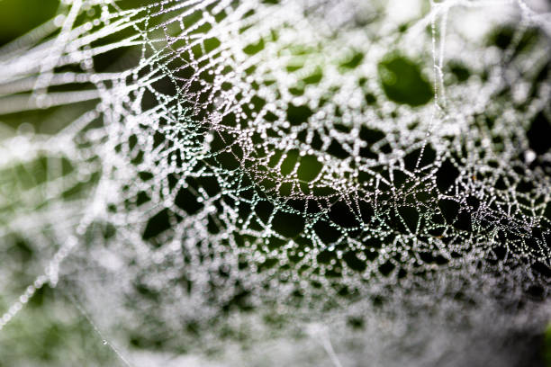 istock Water drops on spider web needles extreme macro crop 966786216