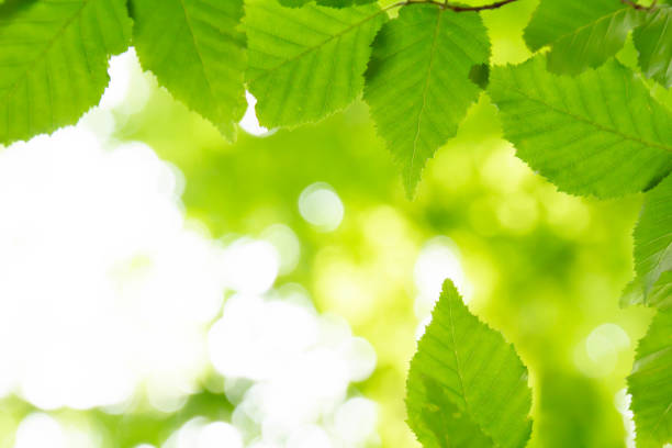 istock Sunlight and light falling on the fresh green leaves 966786264