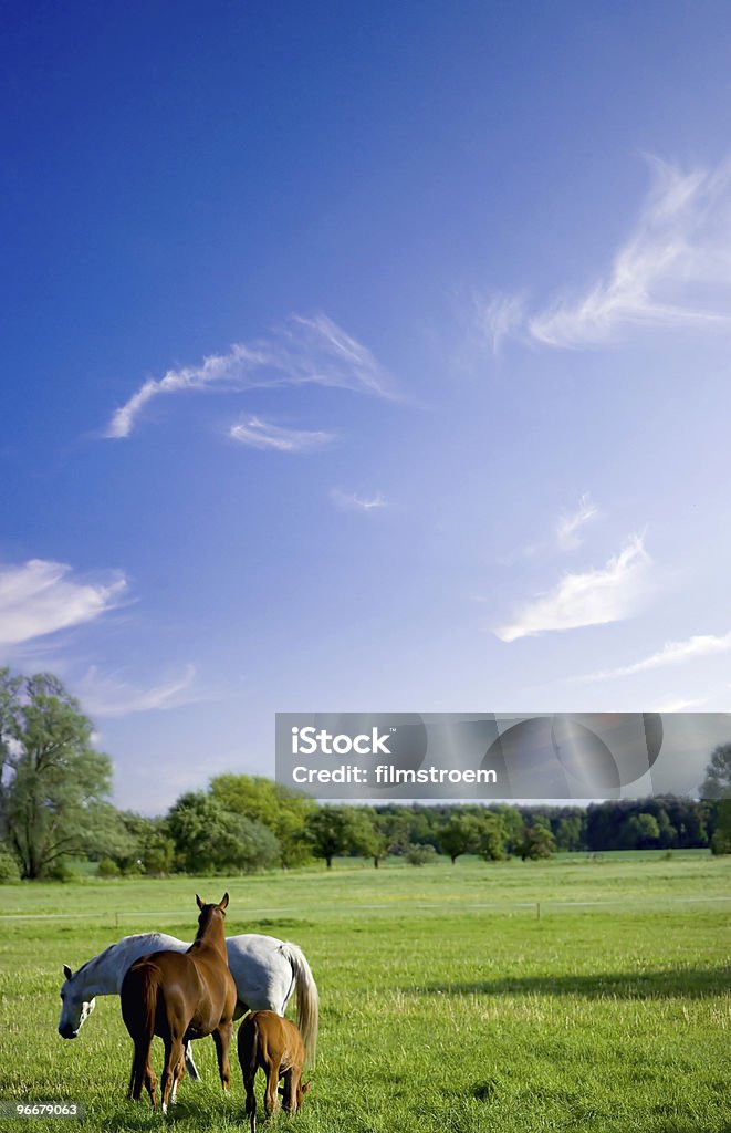 Beatiful landscape with horses  Horse Stock Photo