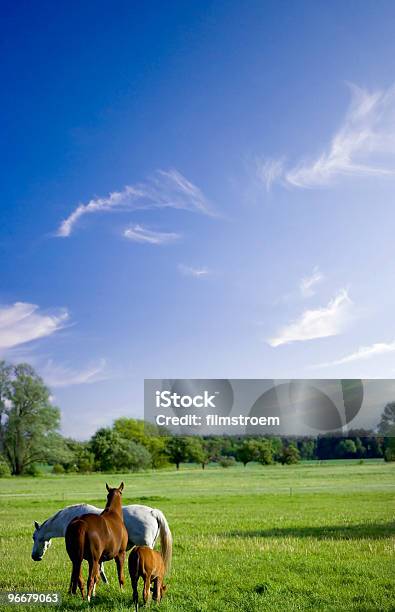 Beatiful Landscape With Horses Stock Photo - Download Image Now - Horse, Prairie, Blue