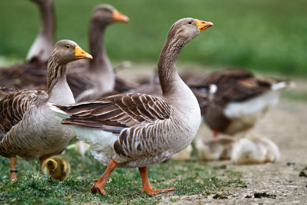 istock family goose in summer day 966794746
