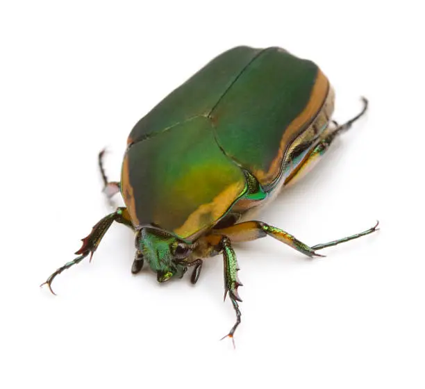 Photo of Green June Beetle