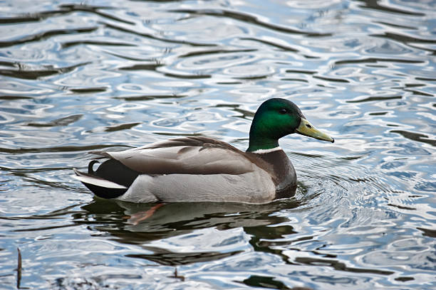 istock Wild duck floating in water 96680060