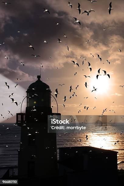 Farol Bando - Fotografias de stock e mais imagens de Farol - Estrutura construída - Farol - Estrutura construída, Bando de pássaros, Fotografia - Imagem