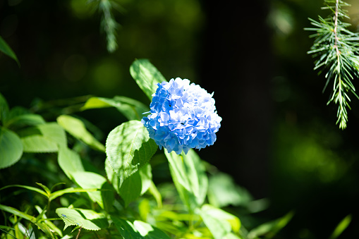 close-up of blue hydrangea flower