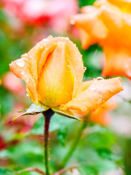 istock Rose garden on rainy day 966804392