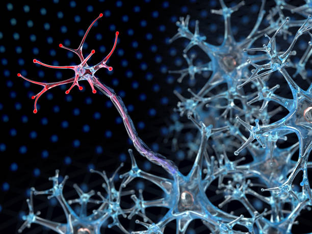 istock Nerve cells, myelin sheath 966808456