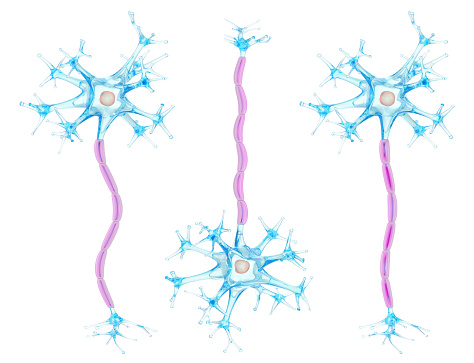 Nerve cells, myelin sheath. 3d illustration set isolated on white