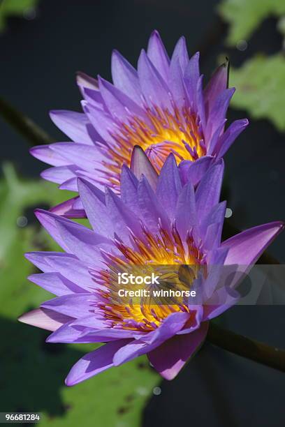 Water Lilia - zdjęcia stockowe i więcej obrazów Afrykańska lilia wodna - Afrykańska lilia wodna, Akwakultura, Badanie