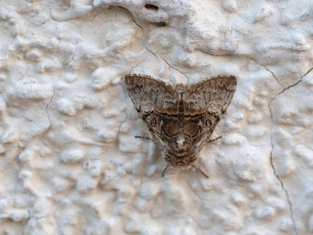 Colocasia coryli , nut-tree tussock, Noctuidae