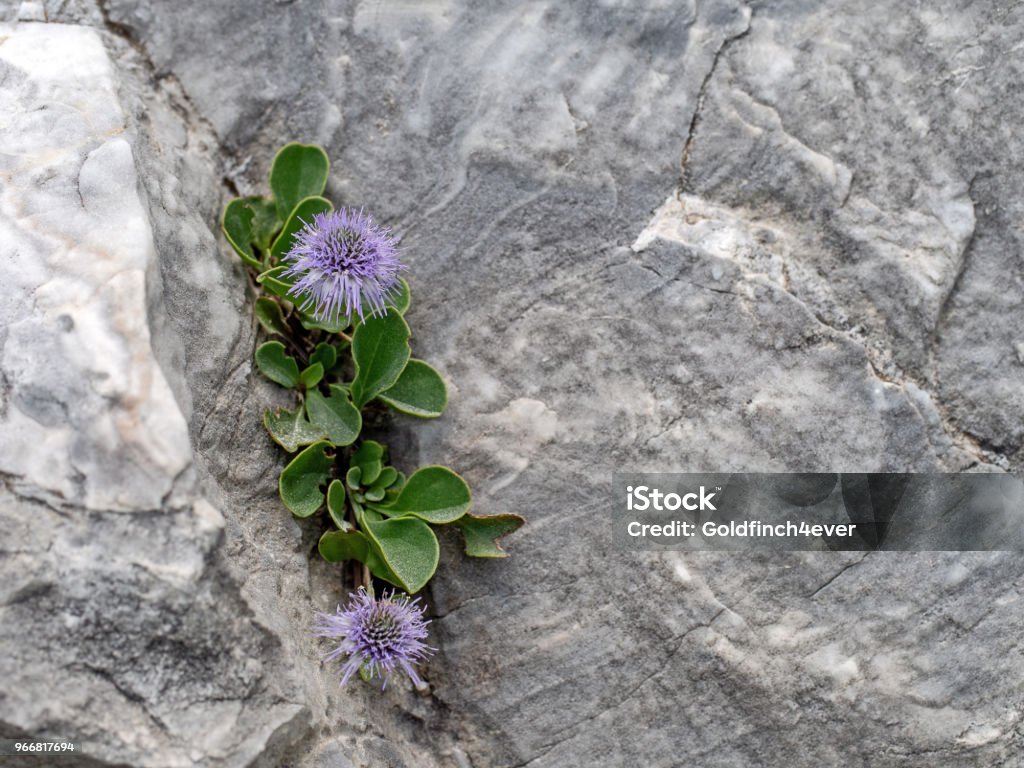 Phát triển hoang dã ở dãy núi Apuan Alps trên các mỏm đá. Globularia incanescens với copyspace. - Trả phí Bản quyền Một lần Hoa Bức ảnh sẵn có Phát triển hoang dã ở dãy núi Apuan Alps trên các mỏm đá. Globularia incanescens với copyspace. - Trả phí Bản quyền Một lần Hoa Bức ảnh sẵn có