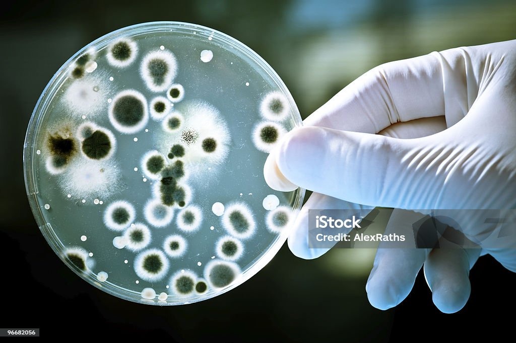 Placa de Petri - Foto de stock de Bacteria libre de derechos