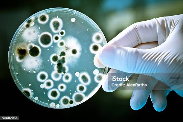 Petri Dish Stock Photo - Download Image Now - Bacterium, Petri Dish, Micro Organism