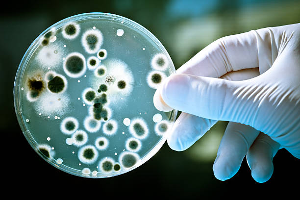 disco de petri - microbiology analyzing laboratory scrutiny - fotografias e filmes do acervo